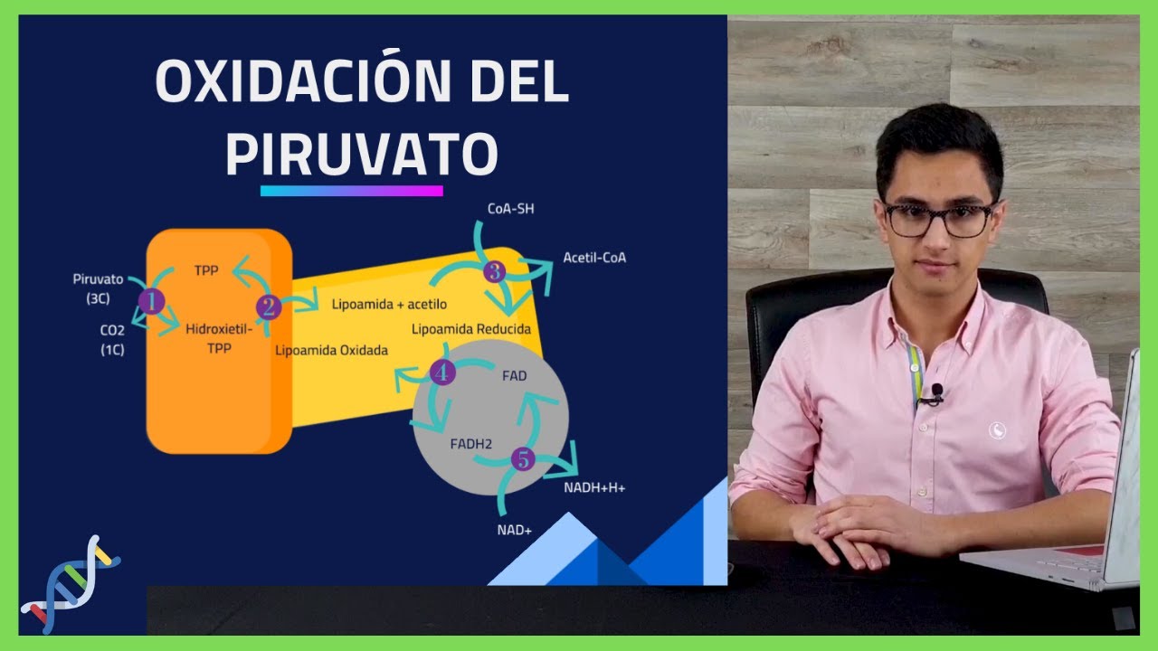 conversion de piruvato a acetil coa