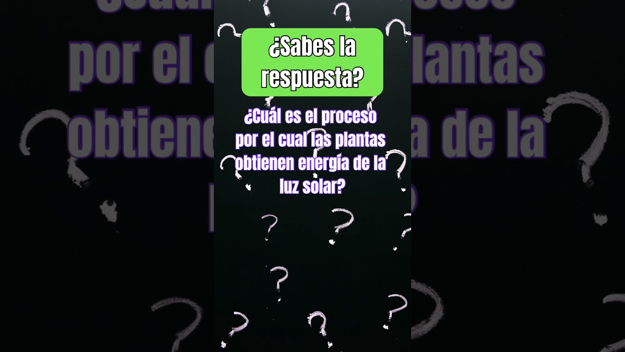 cuál es el principal proceso por el cual las plantas obtienen energía