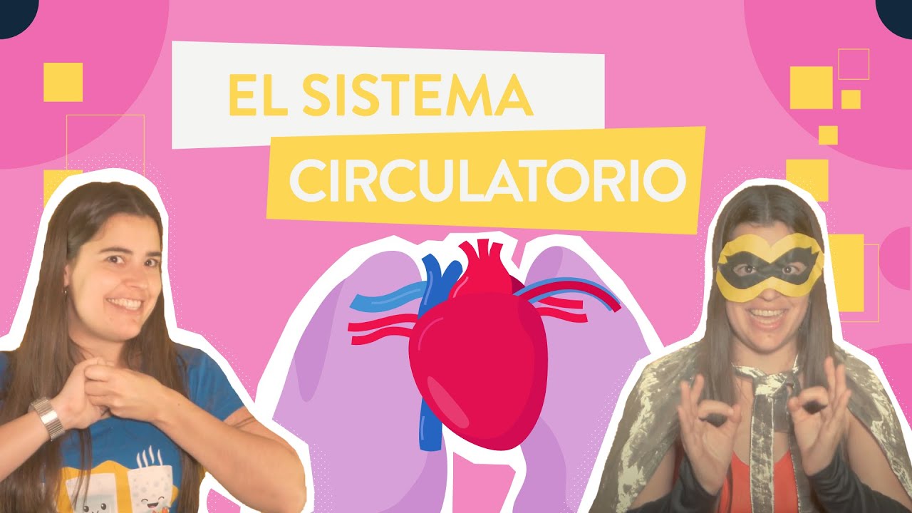cuál es la función del aparato circulatorio en la nutrición