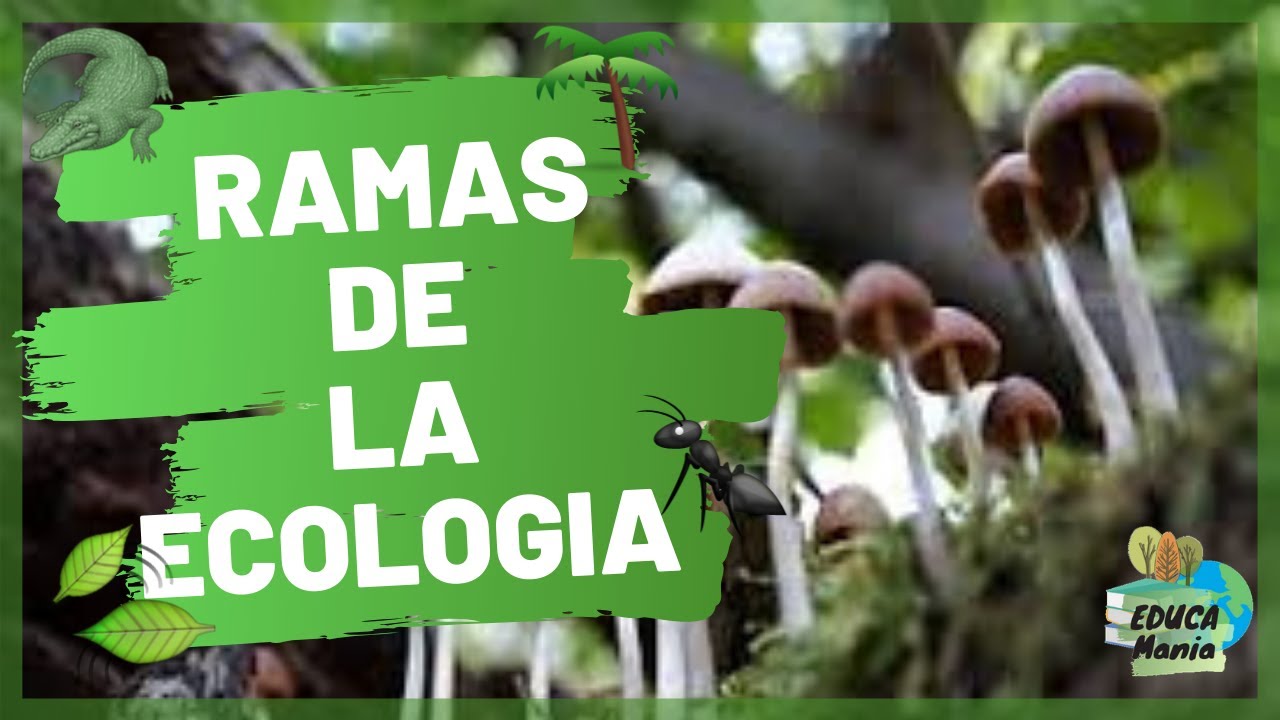 cuales son las ramas de la ecologia y que estudia cada una de ellas