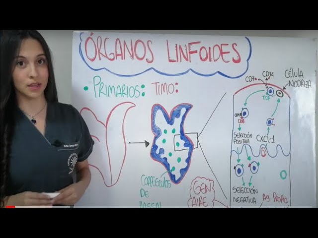 cuales son los organos linfoides primarios