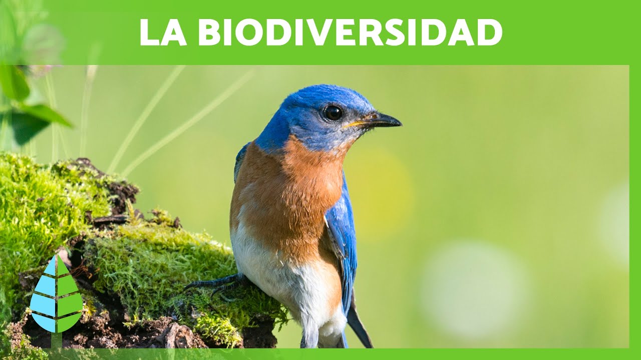 cuántos tipos de biodiversidad hay