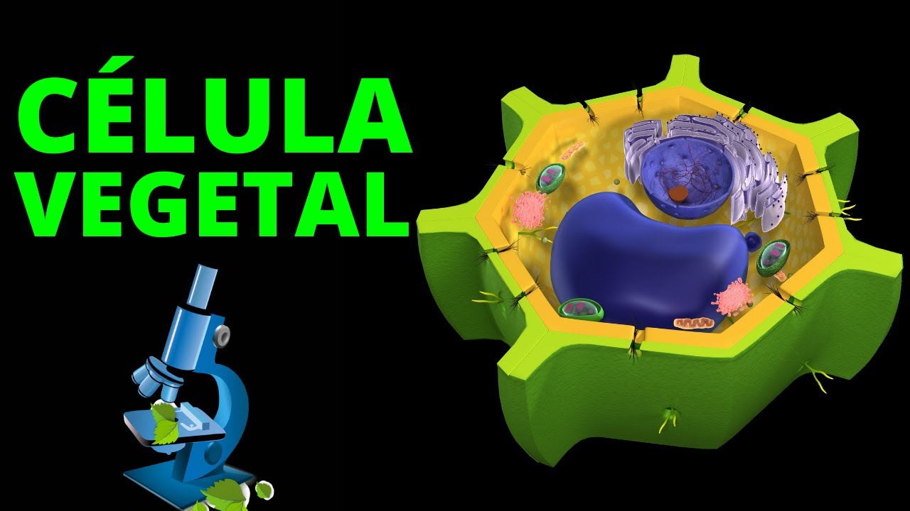 cubierta nuclear de la celula vegetal