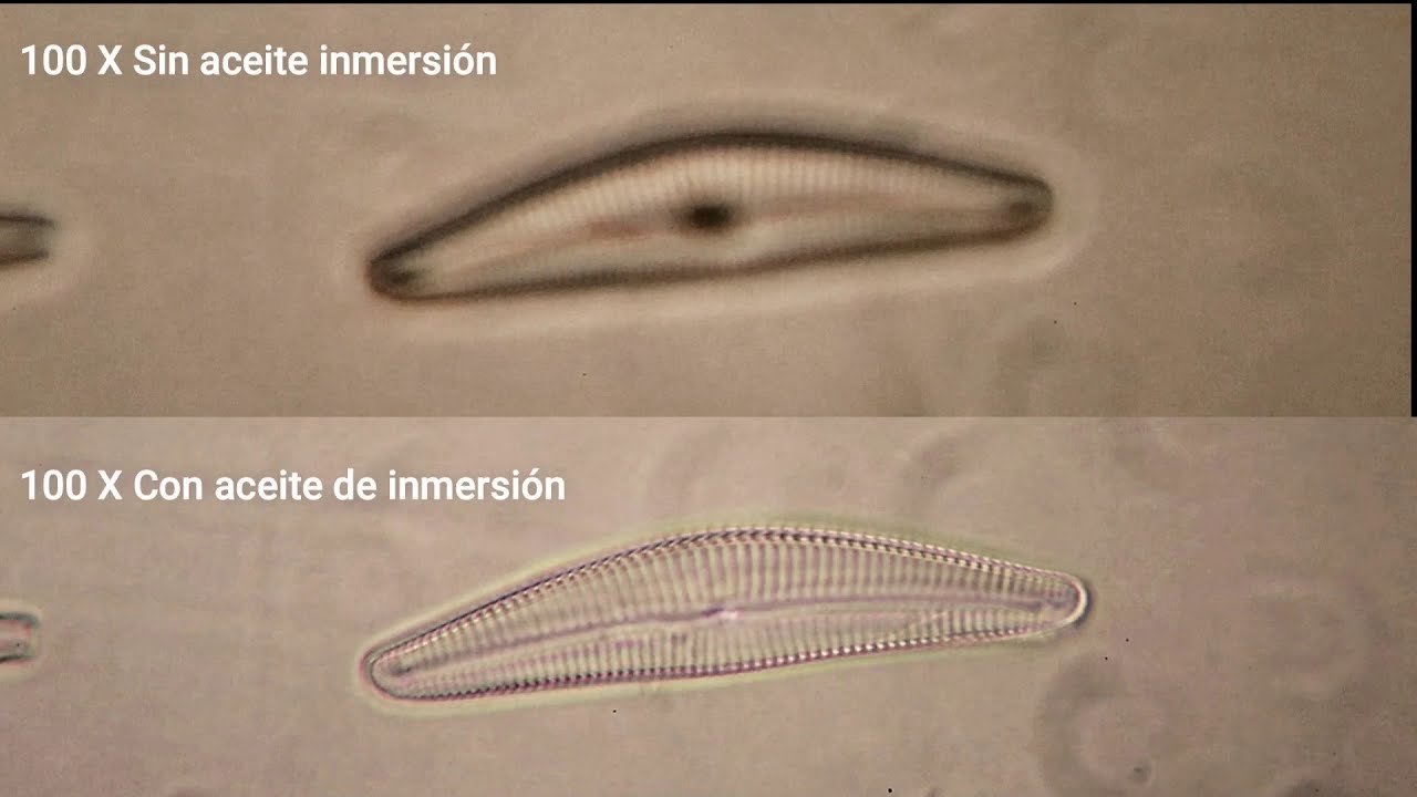 de que esta hecho el aceite de inmersion