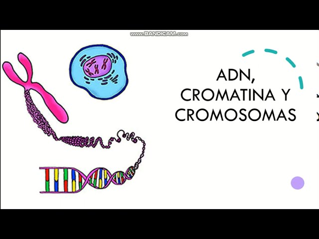 diferencia entre cromosoma y cromatina