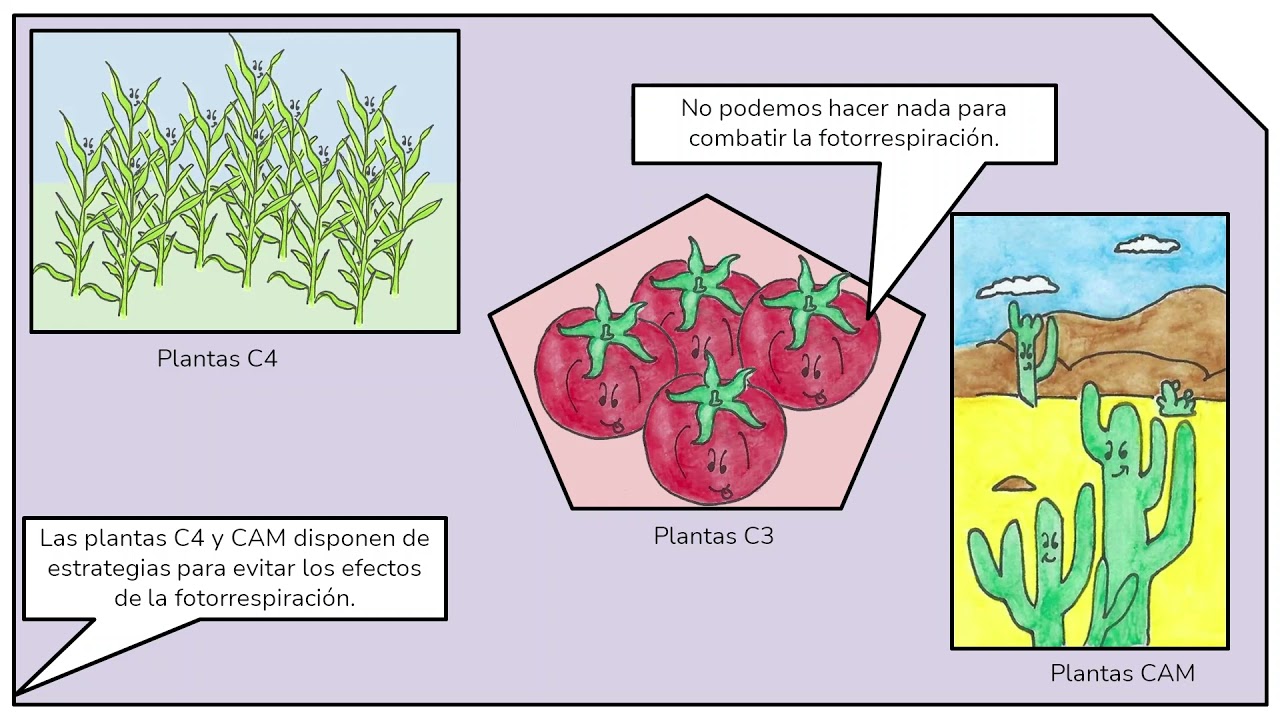 diferencias entre plantas c3 c4 y cam