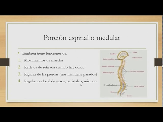 división anatómica del sistema nervioso