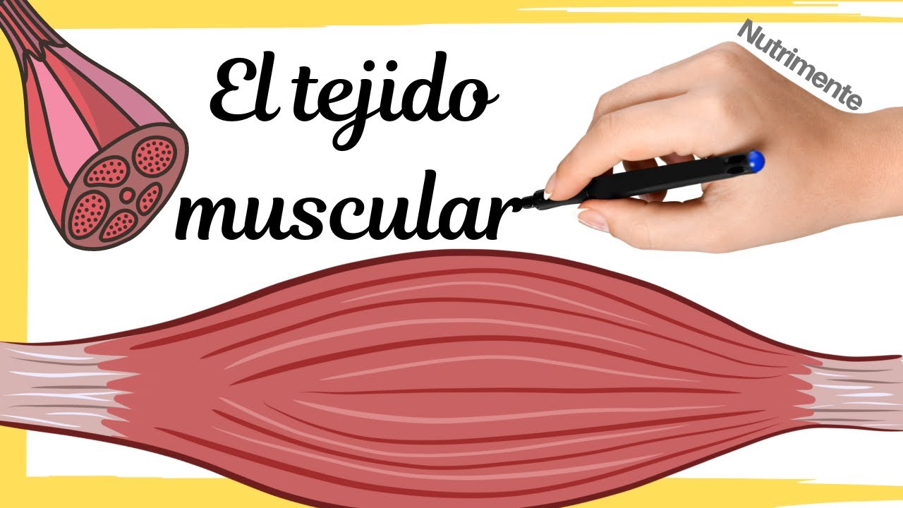 donde se encuentra el tejido muscular