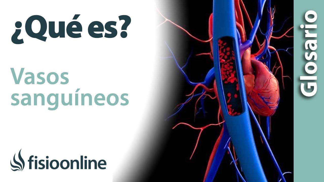 donde se encuentran los vasos sanguineos en el tejido oseo