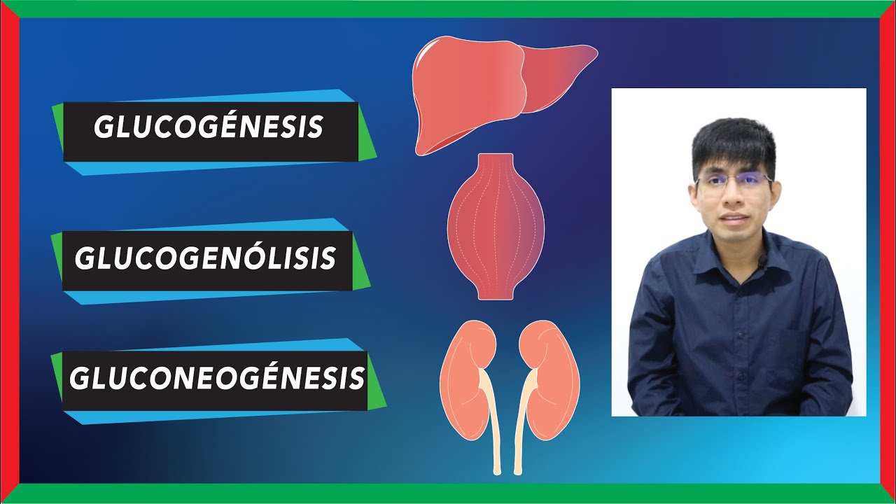 donde se lleva a cabo la glucogenolisis