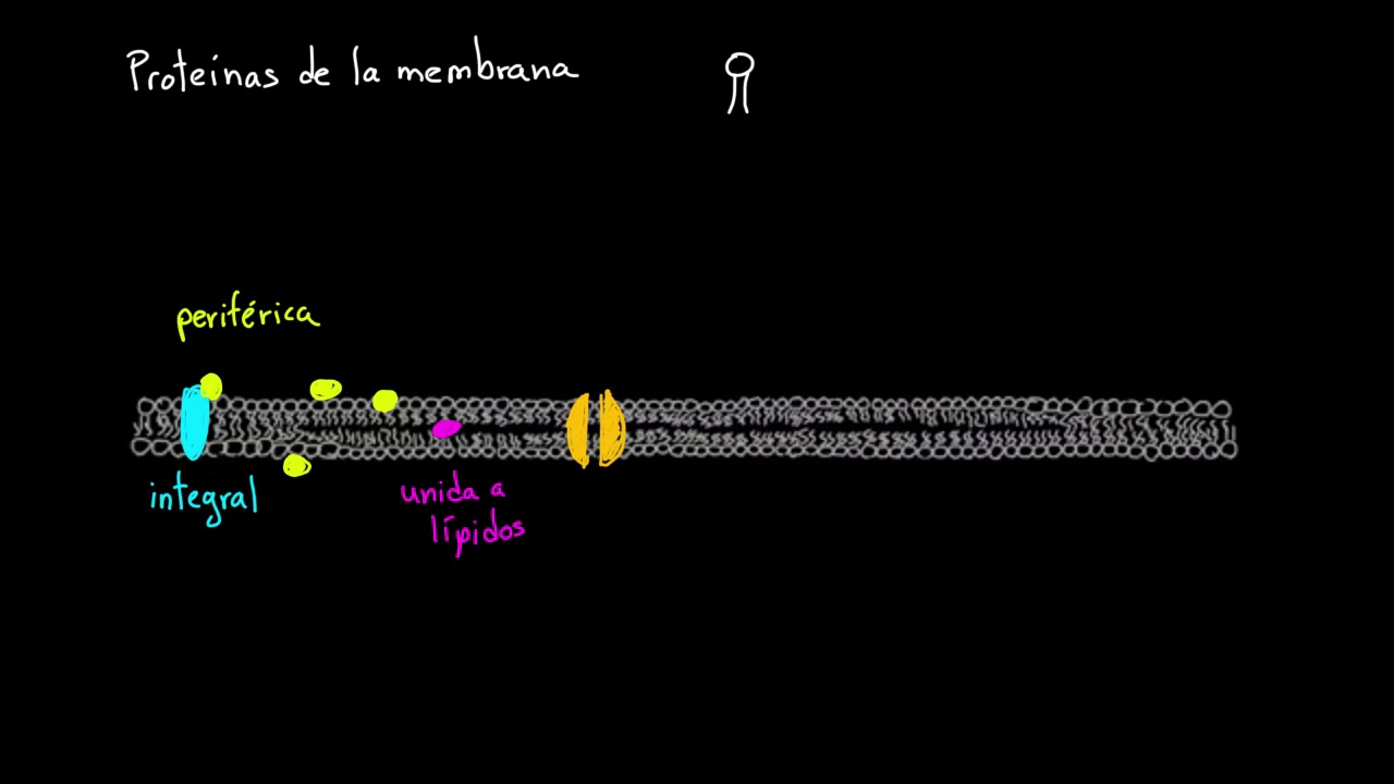 ejemplos de proteinas de transporte