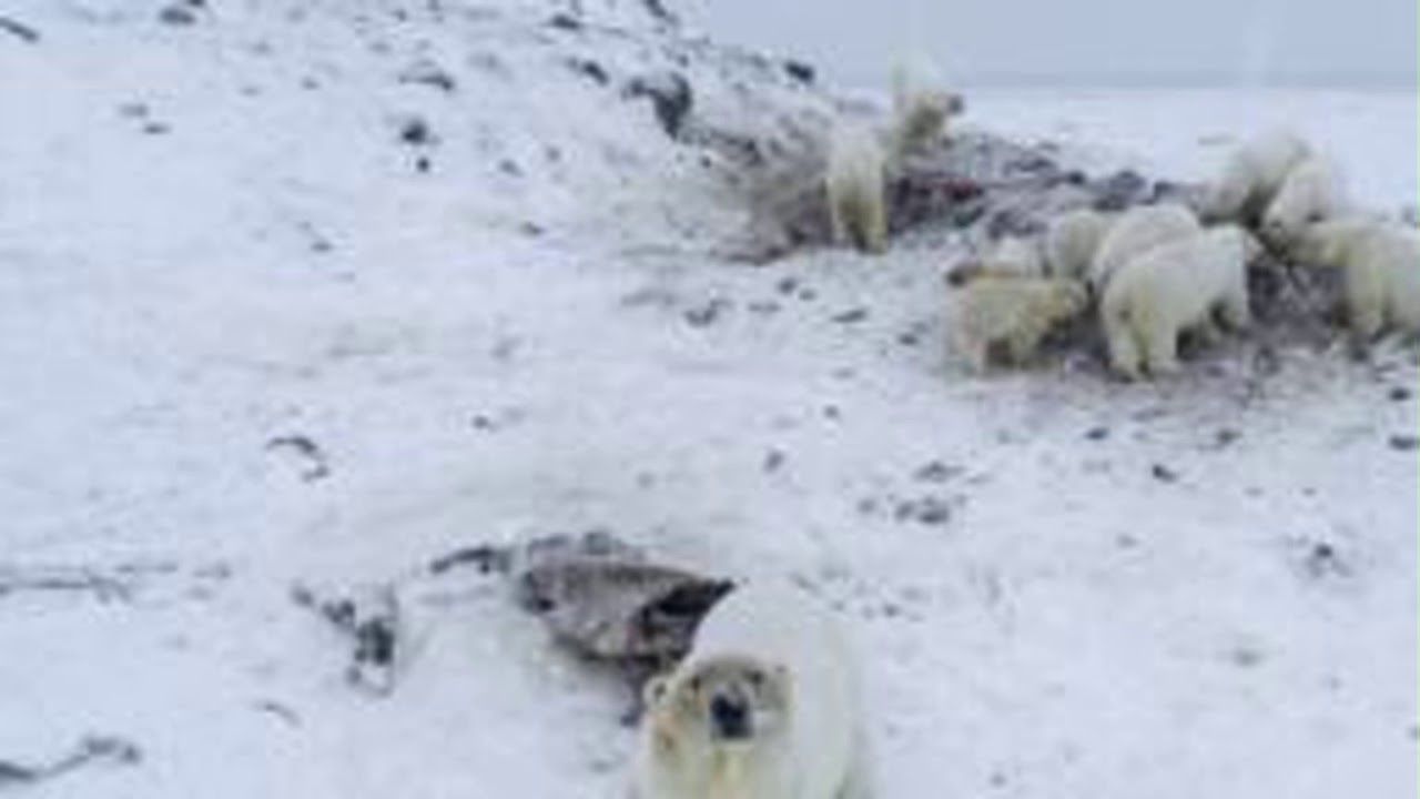 el cambio climático ayuda a los osos polares