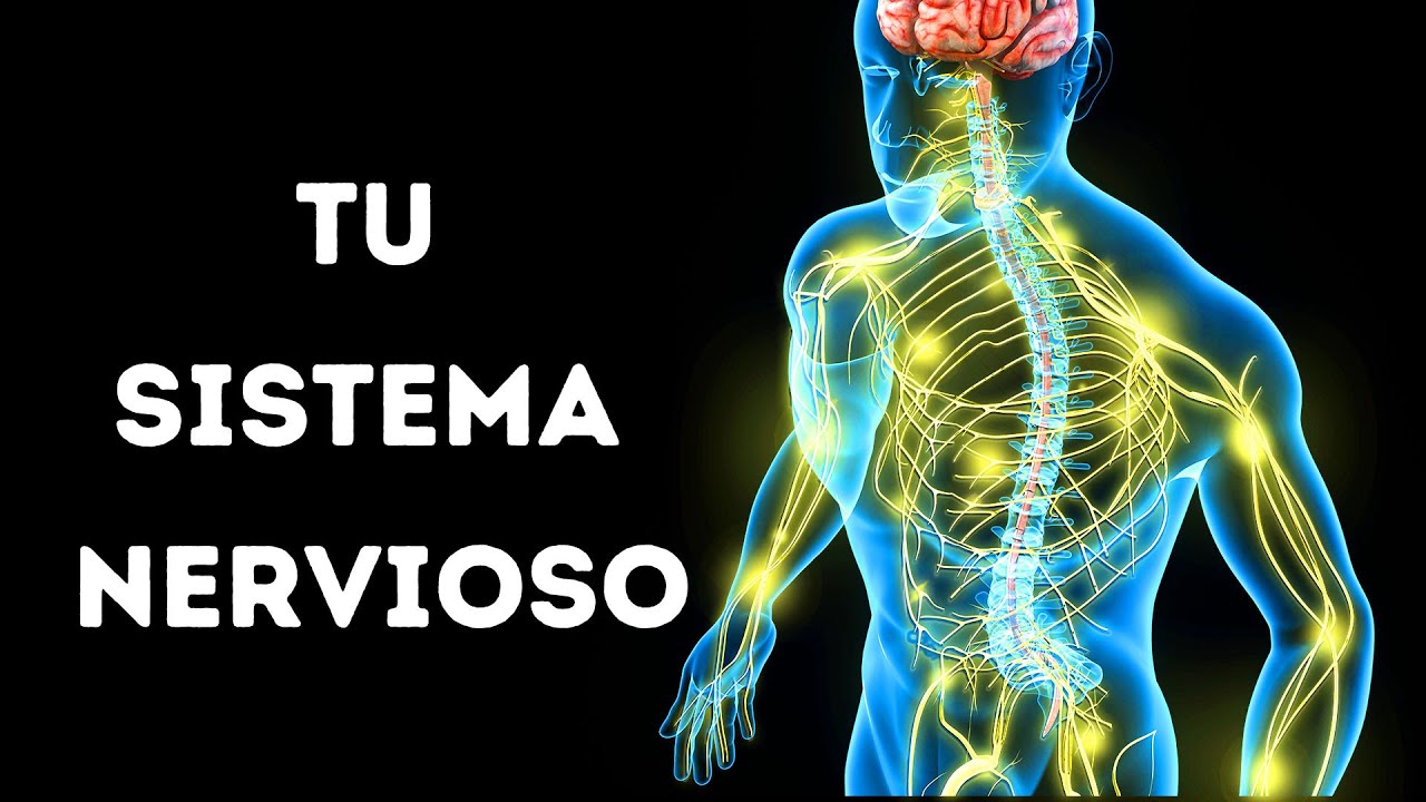 el cerebro es el sistema nervioso como los pulmones son al