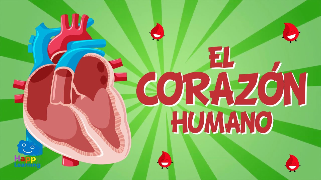 el corazón es un órgano de la respiración