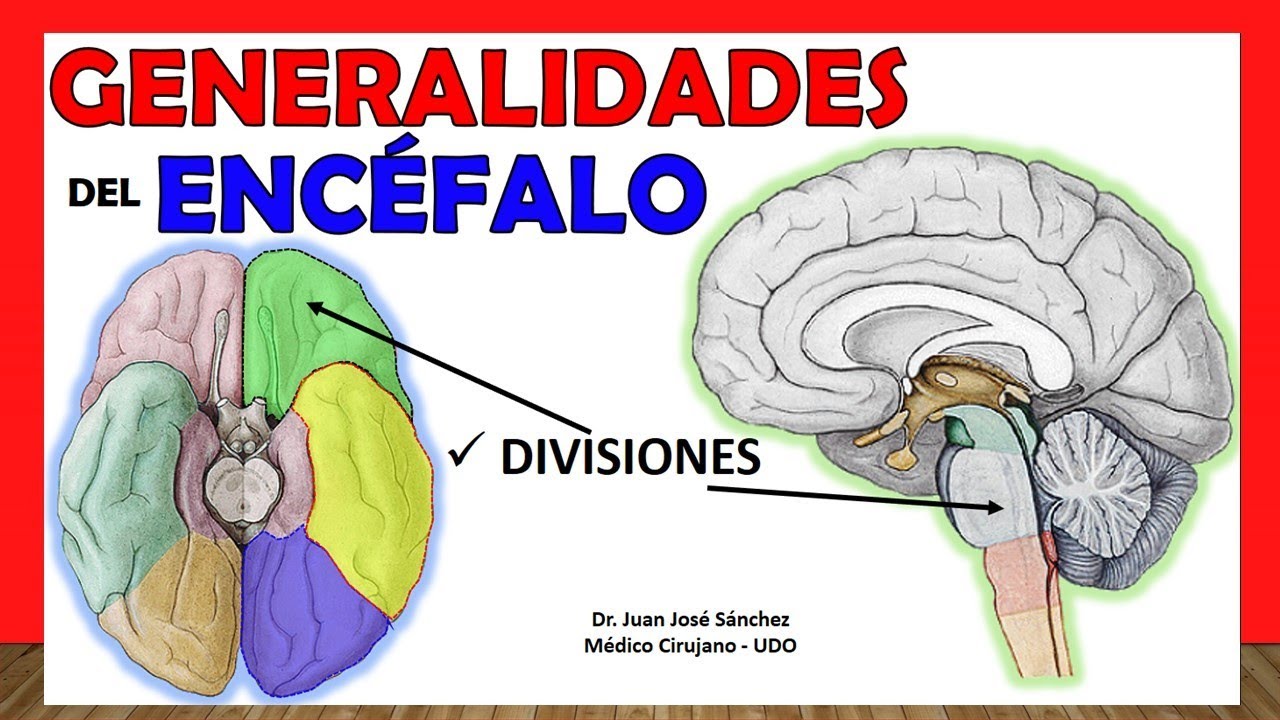 el encefalo y la medula espinal conforman el