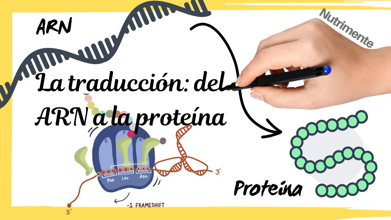 el proceso de traducción consiste en