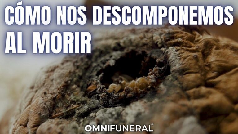 ¿En Cuánto Tiempo se Descompone un Cuerpo Humano? Descubre el Proceso