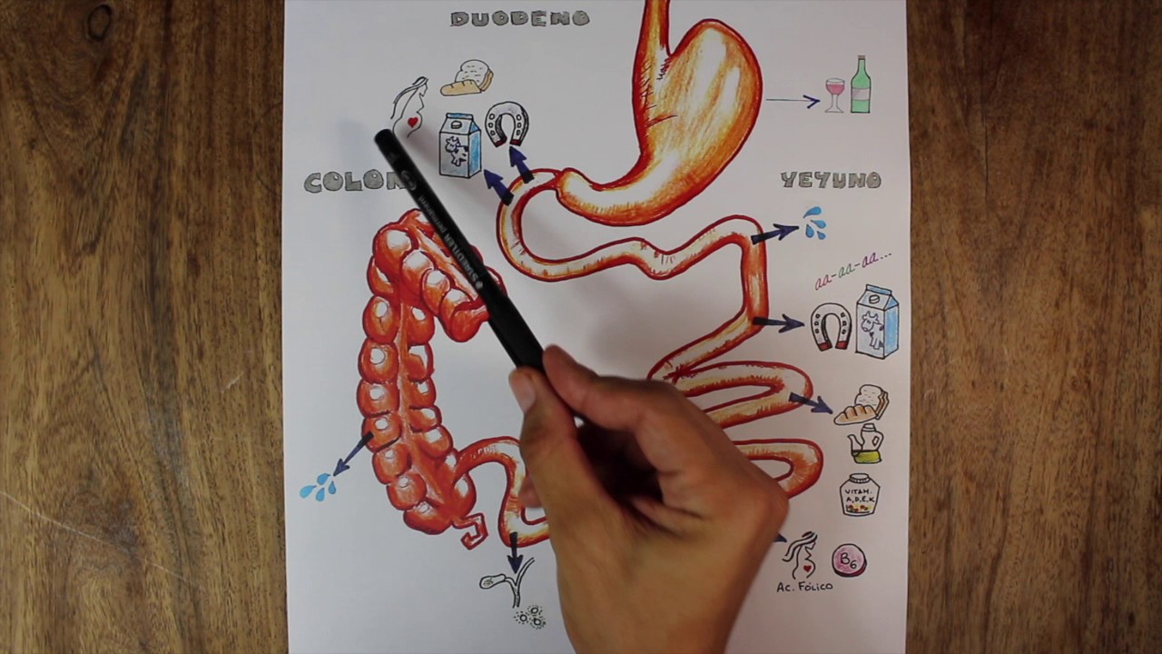 es el sitio donde se realiza la absorción de nutrientes