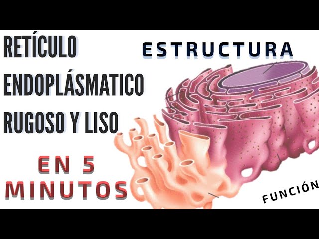 estructura del reticulo endoplasmico rugoso