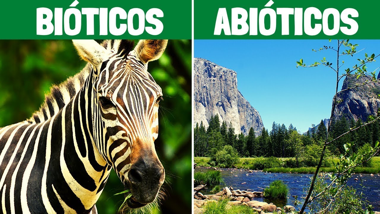 factores quimicos de un ecosistema