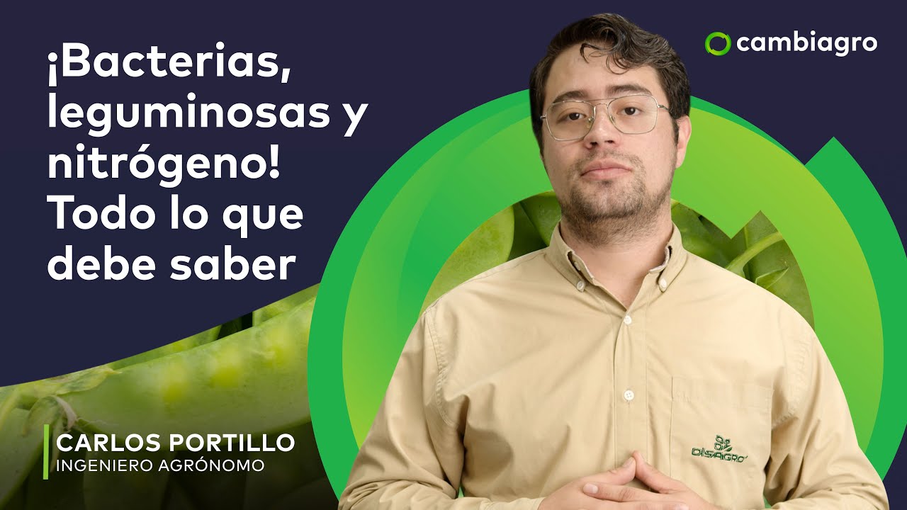 fijacion de nitrogeno por bacterias