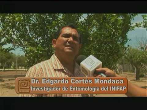 fluctuacion poblacional de insectos definicion