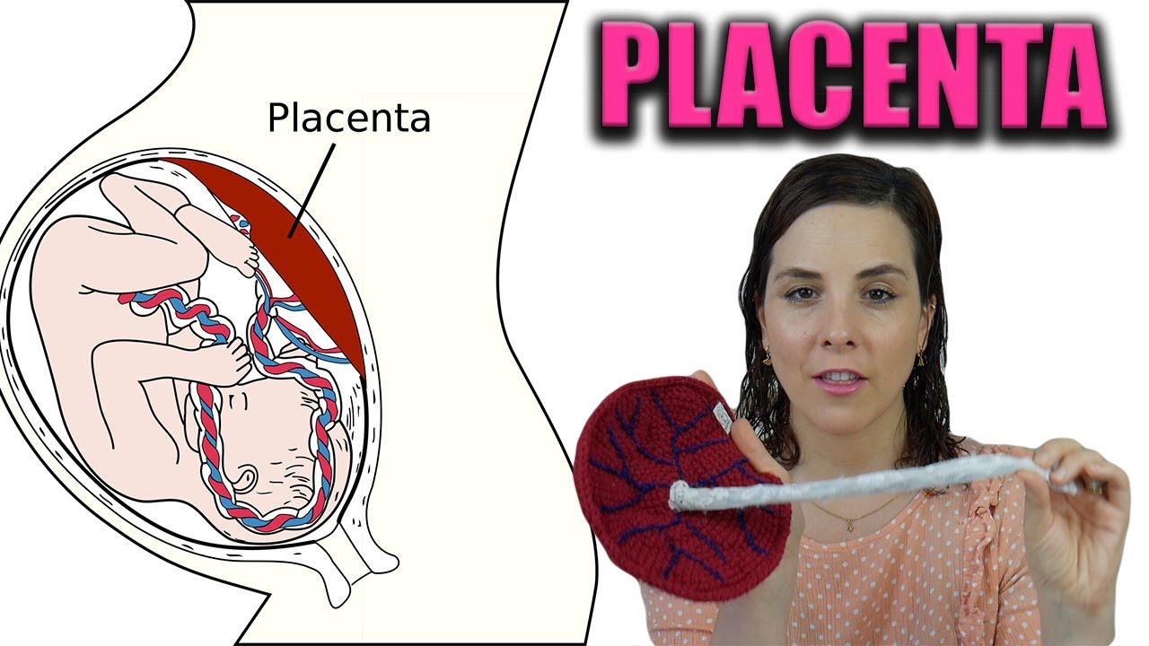 formacion de la placenta y desarrollo embrionario