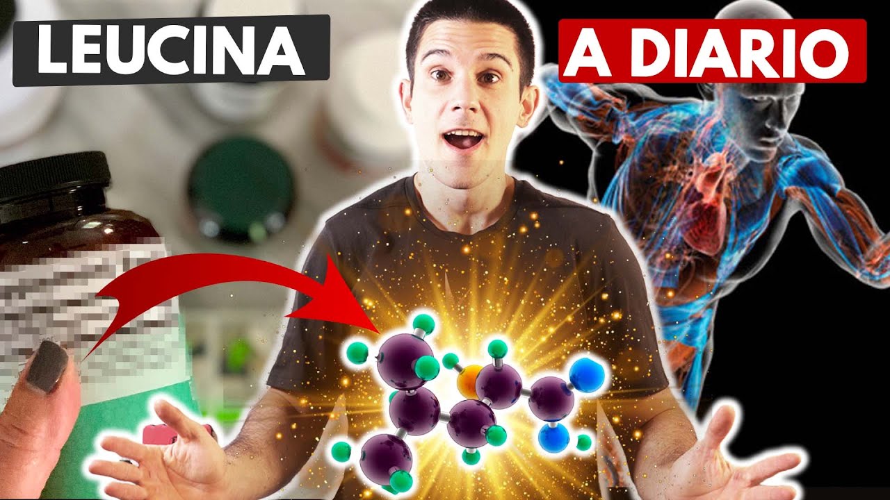 funcion de la leucina en el cuerpo humano