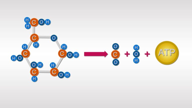 La Función Estructural De Los Carbohidratos Clave Para La Salud Y El