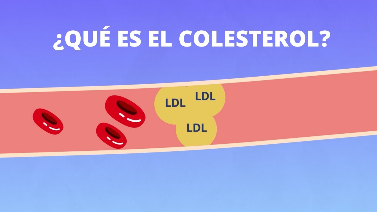 funciones del colesterol en el organismo
