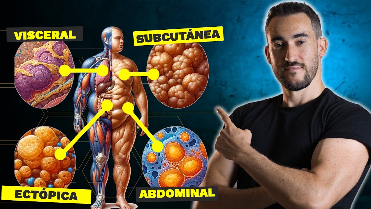 grasas funcion en el cuerpo humano