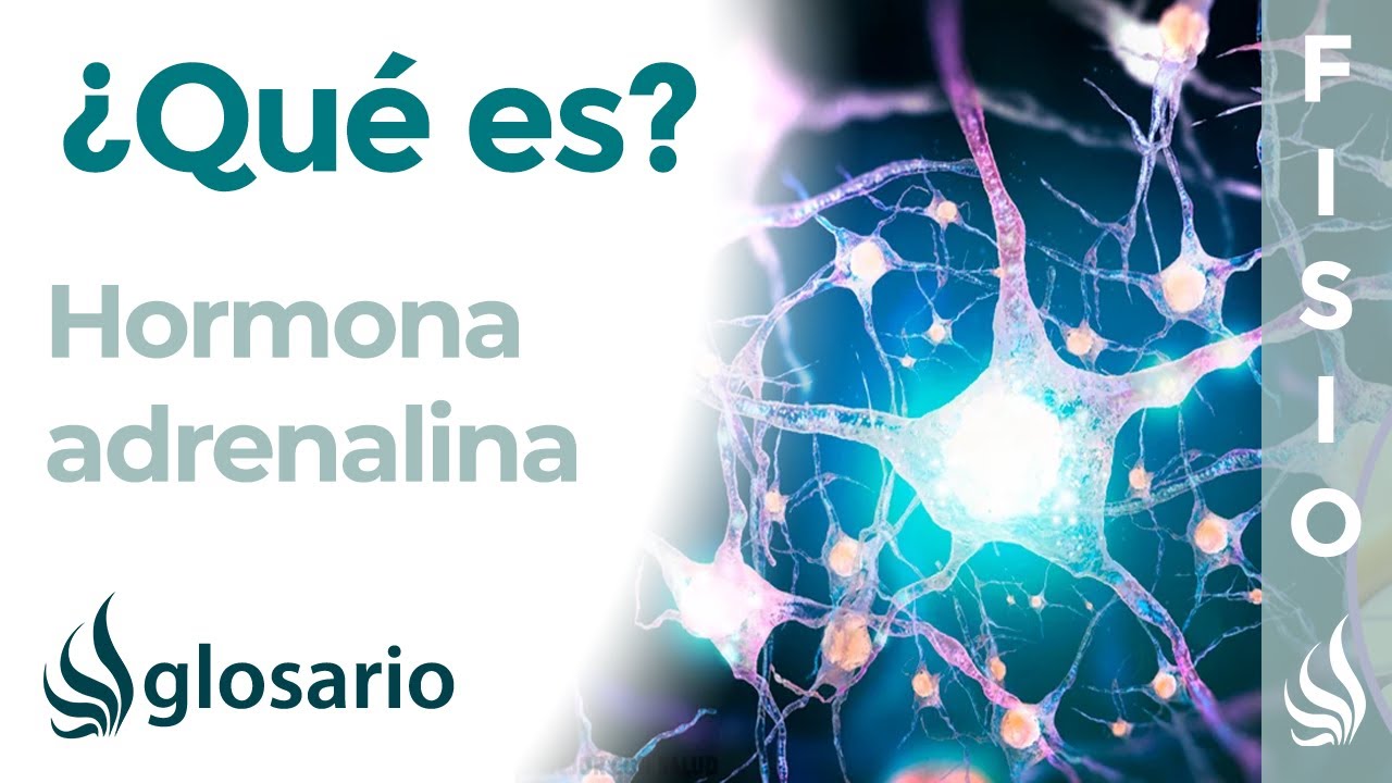 la adrenalina es un neurotransmisor