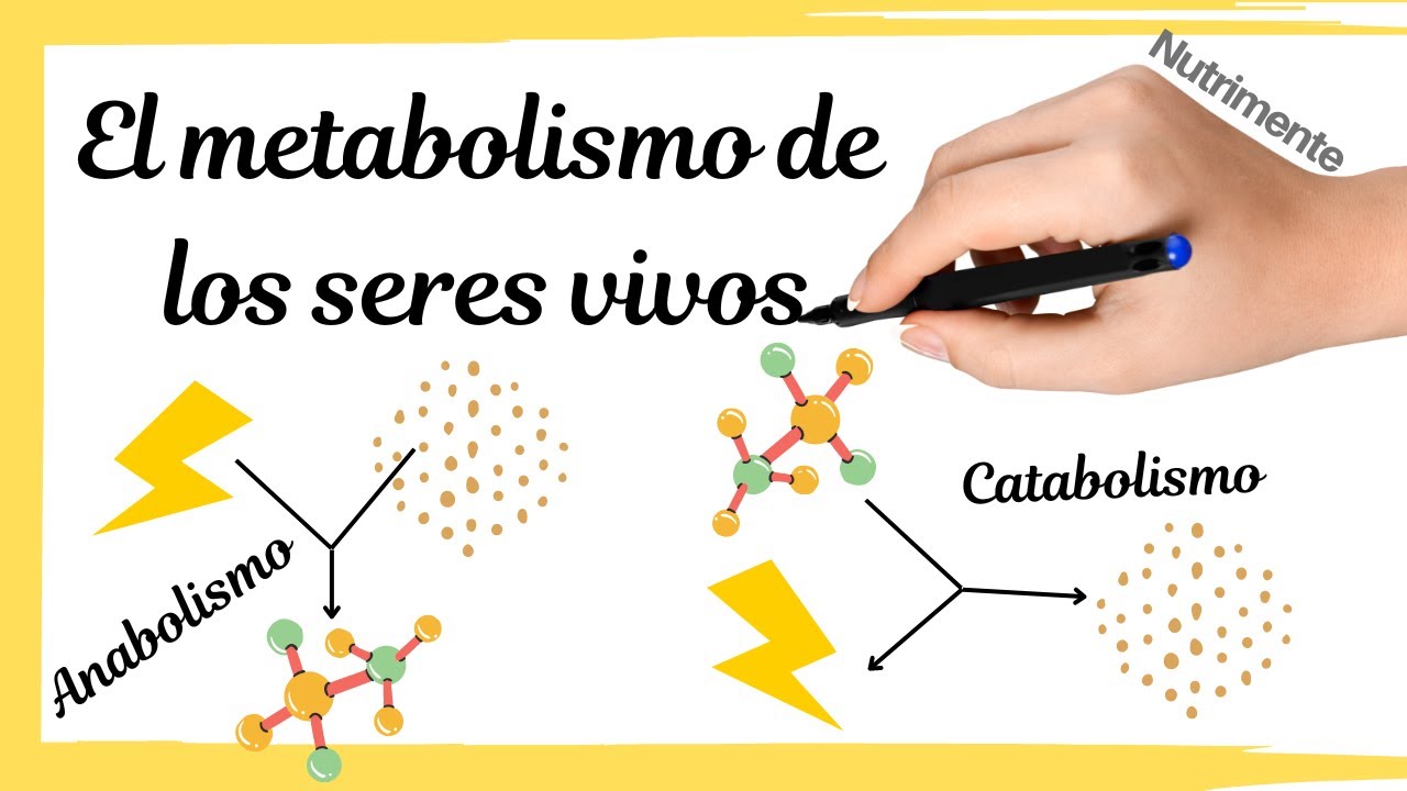 la celula y el metabolismo de los seres vivos