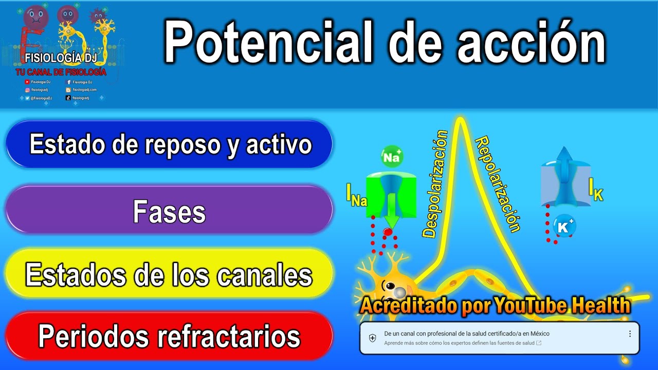 ley de la excitabilidad fisiologia
