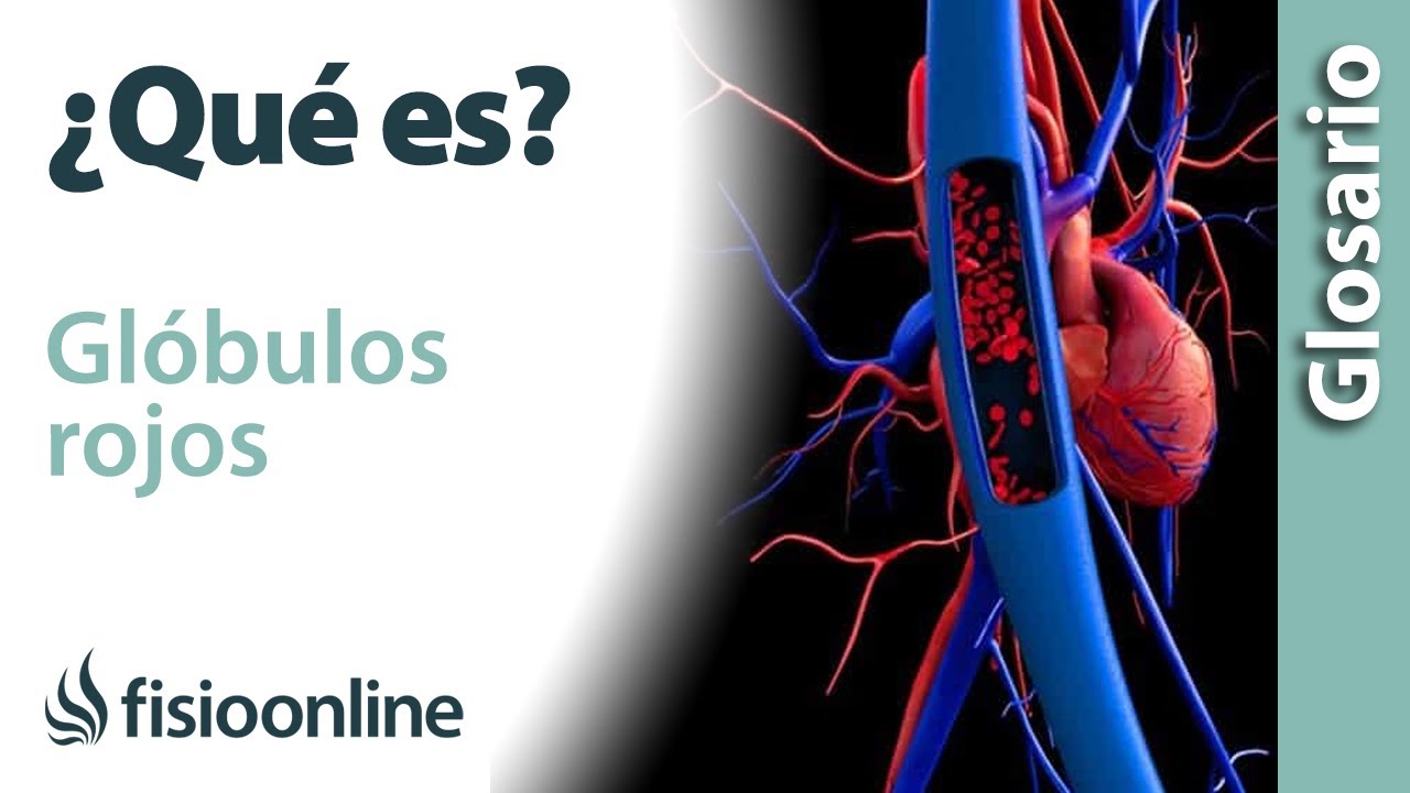 los glóbulos rojos llevan oxígeno a las células