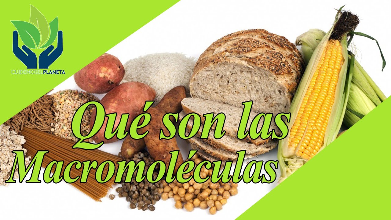 macromoléculas naturales y sus funciones
