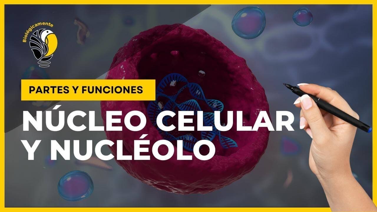 membrana nuclear de la celula animal