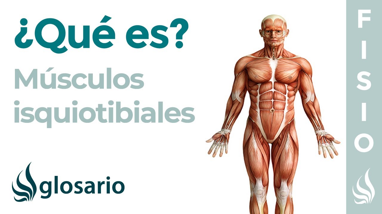 musculos que conforman los isquiotibiales