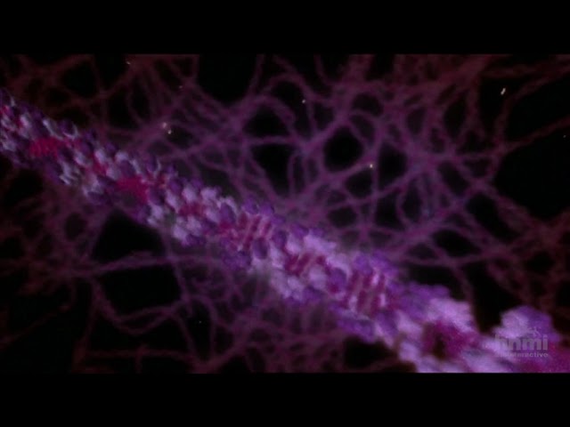 mutaciones geneticas humanas por radiacion