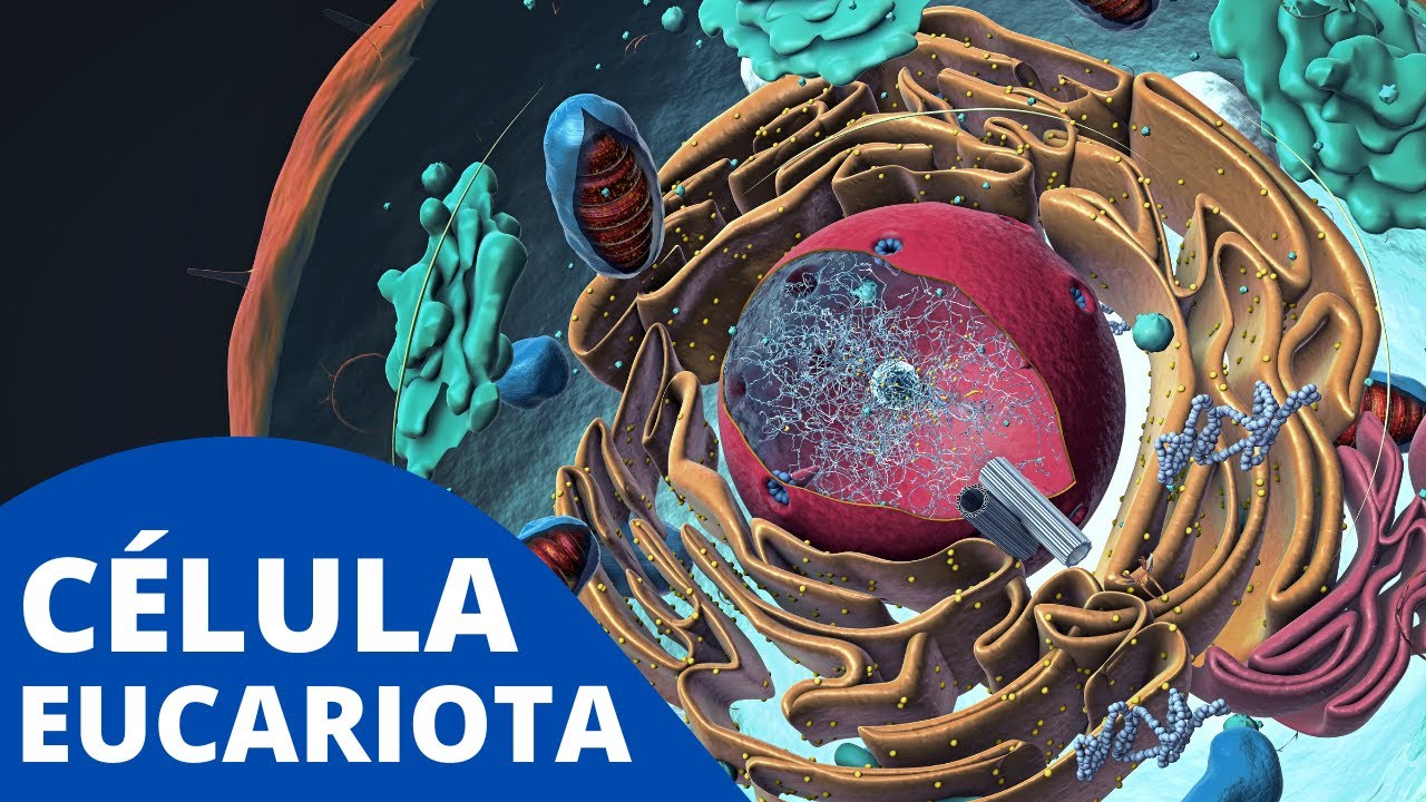 organizacion de las celulas eucariotas