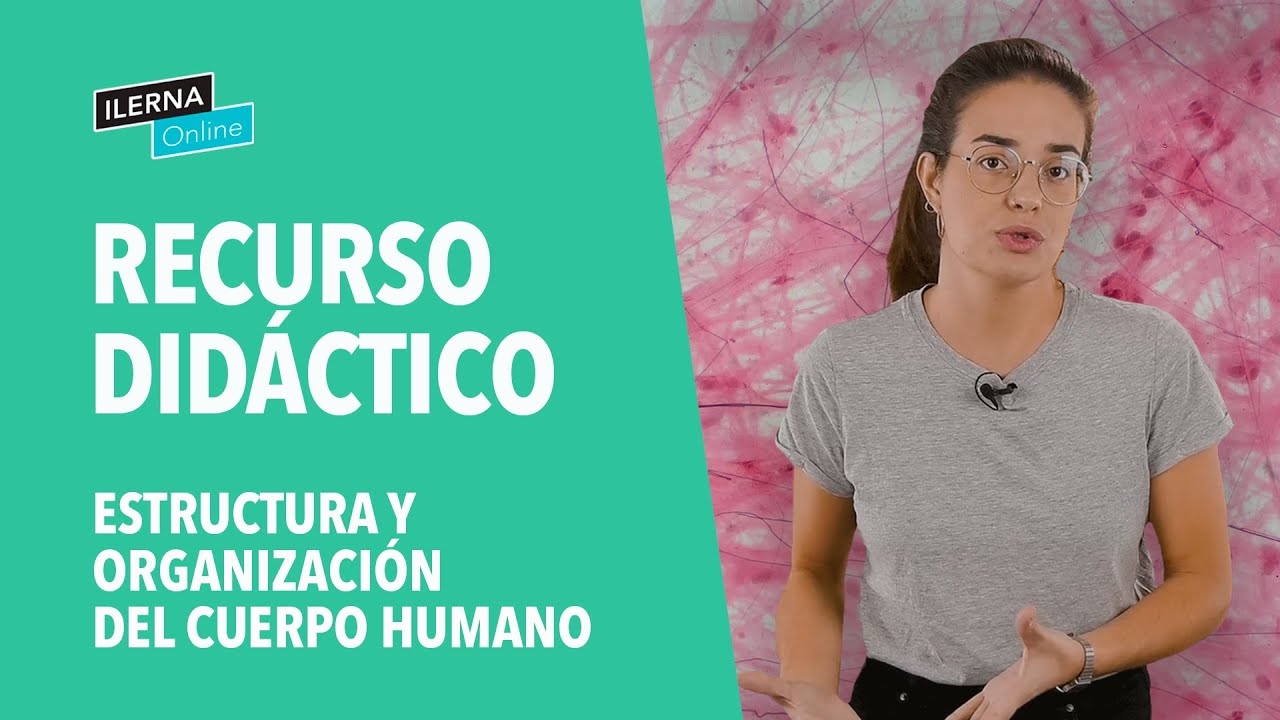 organización estructural del cuerpo humano