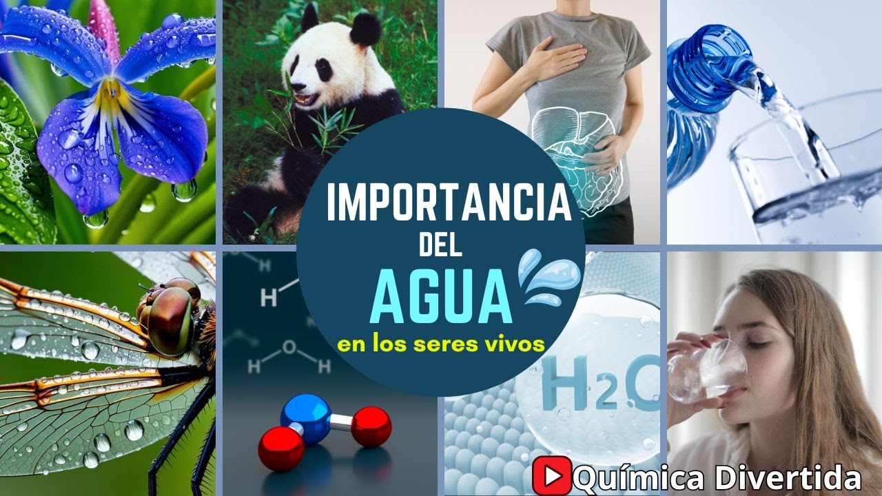 para que sirve el agua en los seres vivos