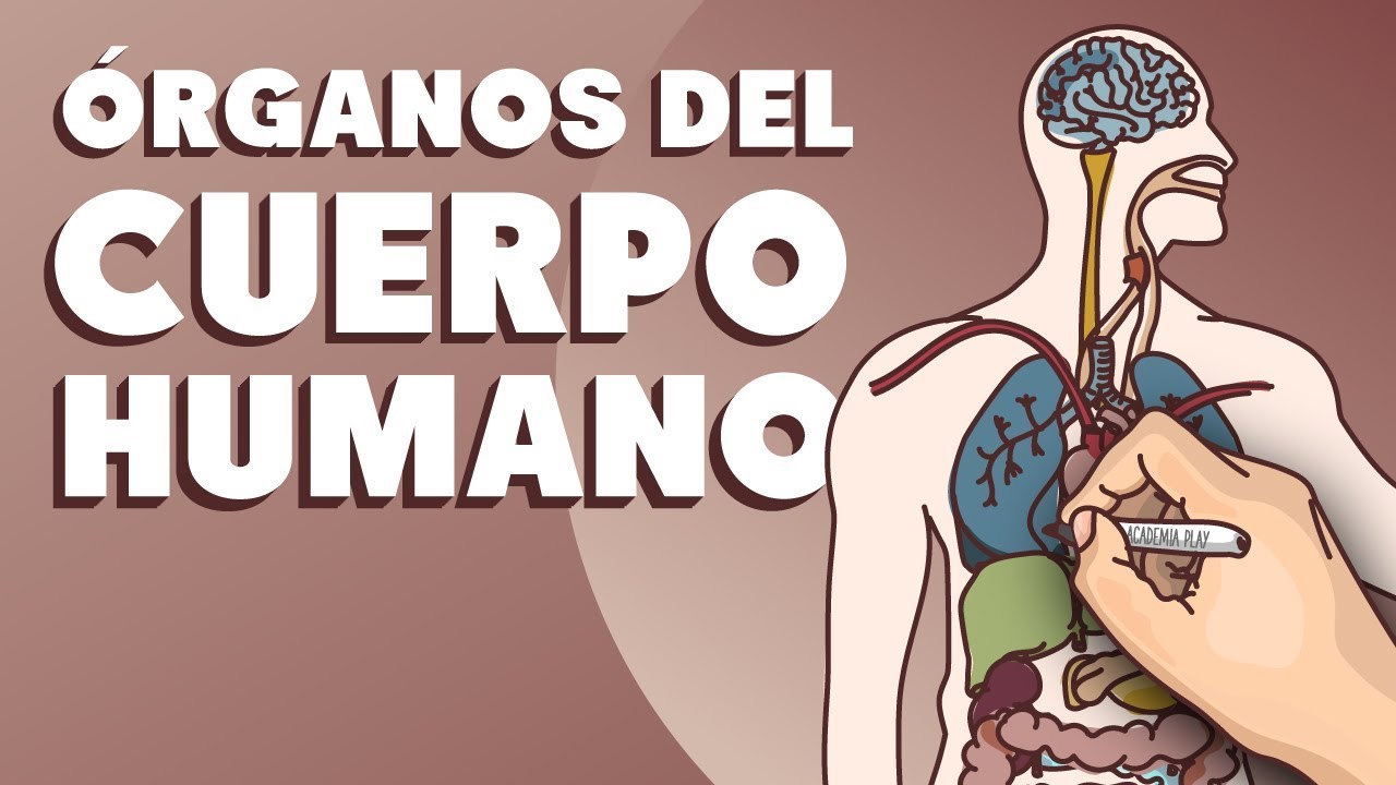 partes que conforman el cuerpo humano
