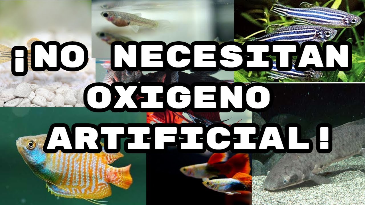 peces que no necesitan oxigeno artificial