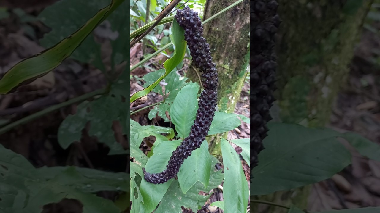 plantas de la selva y sus nombres cientificos
