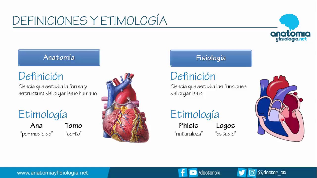 principio de anatomia y fisiologia