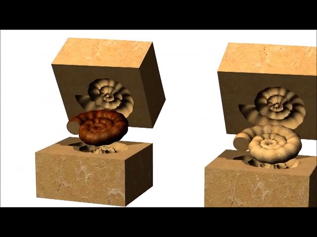 proceso de carbonizacion en los fosiles