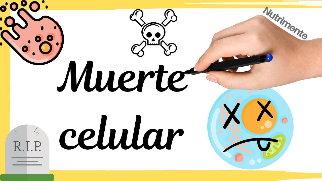 proceso de muerte celular programada