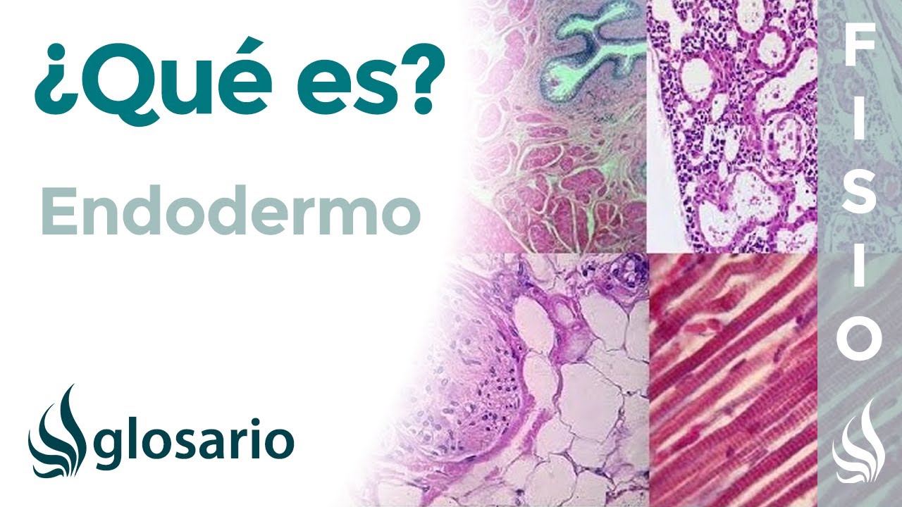 que es el ectodermo mesodermo y endodermo