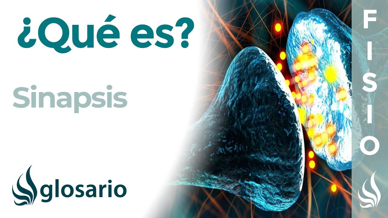 que es la sinapsis en el sistema nervioso